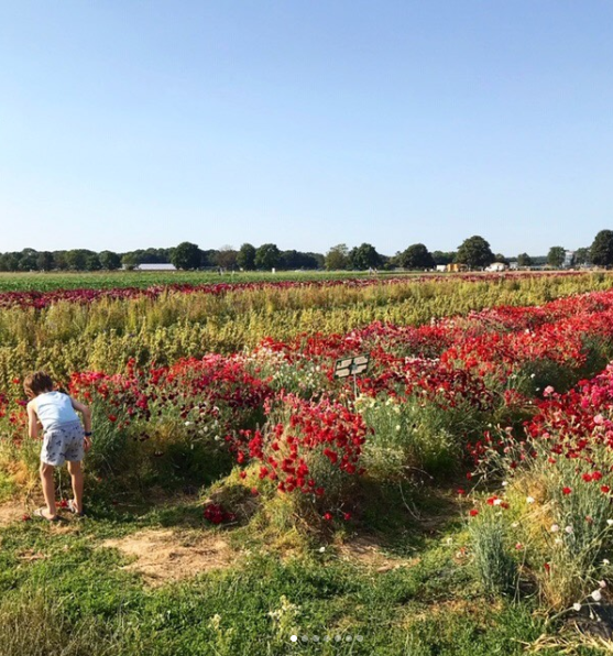 photographie d'un champ de coquelicot