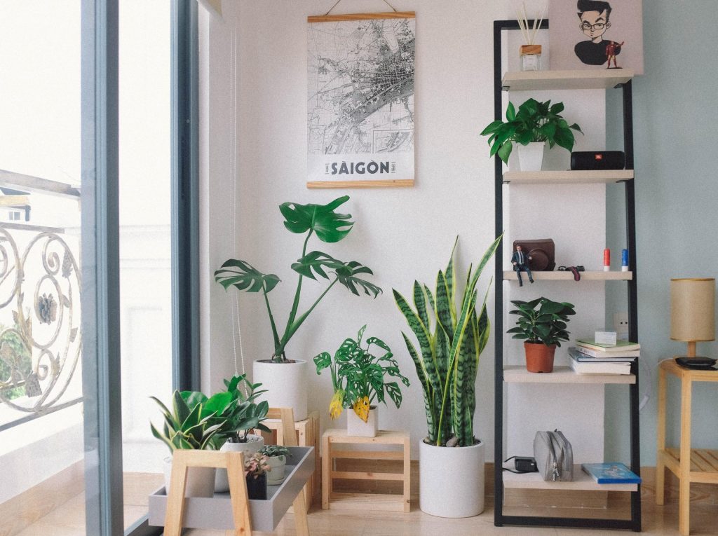 intérieur rangé avec des plantes