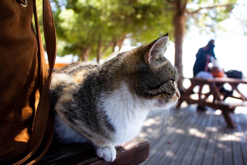 chat regardant l'horizon à côté d'un sac