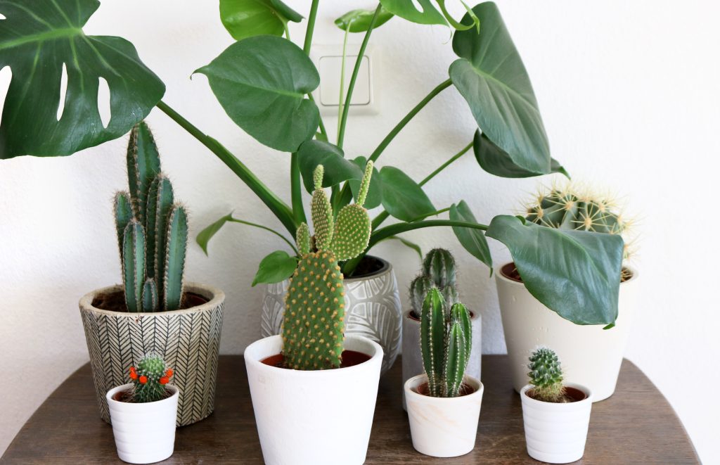 huit plantes posées sur une table