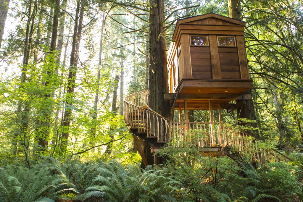 photographie d'une cabane en bois dans une forêt