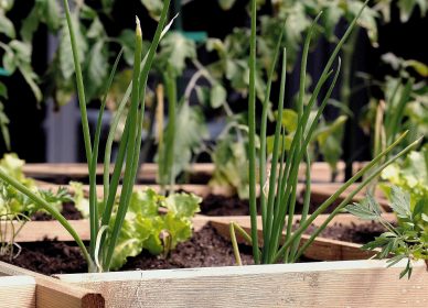 Image illustrative Comment confectionner son propre potager miniature d’herbes aromatiques ? - Globe Trotter Place