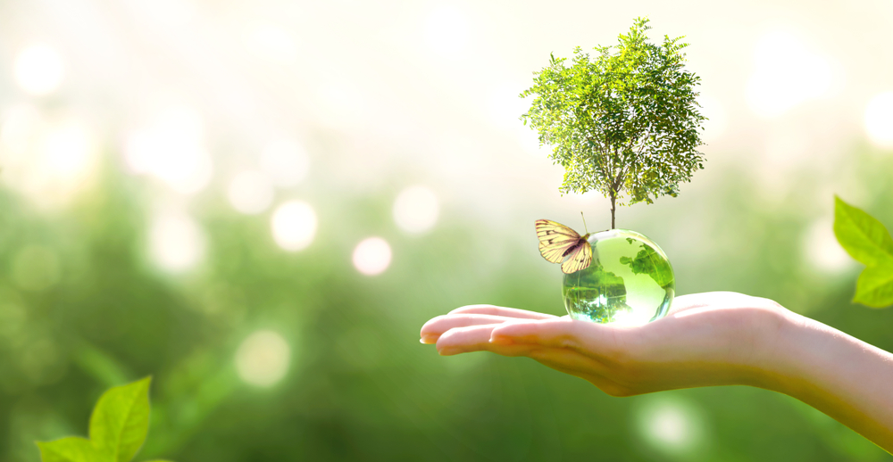 Main tendue avec un petit arbre dans sa paume